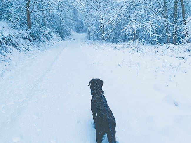 It's early January and it's Snowing