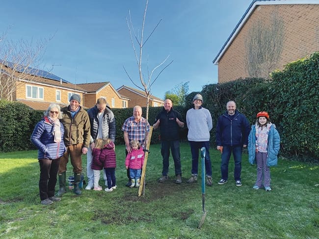 THREE CHERRY TREES ON CHURCH CLOSE